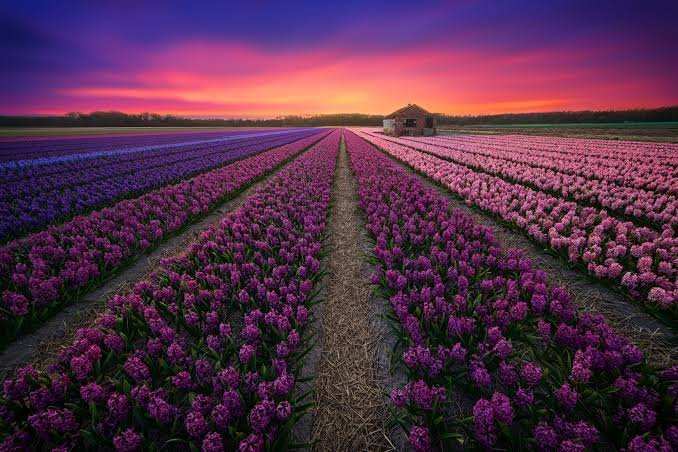 Belgium +  Netherlands destination